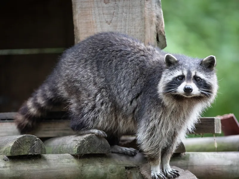 What Does Raccoon Poop Look Like? A Complete Guide to Raccoon Scat ...
